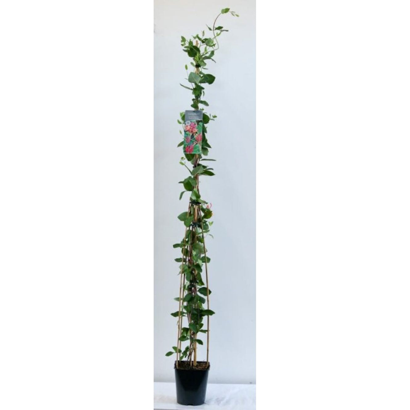 Kaprifol – Lonicera heckrottii 'American Beauty' - C5 125-175 CM Stick